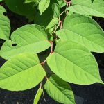 Japanese Knotweed Shoot With Flowers In Summer