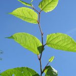 Japanese Knotweed Shoots and Leaves