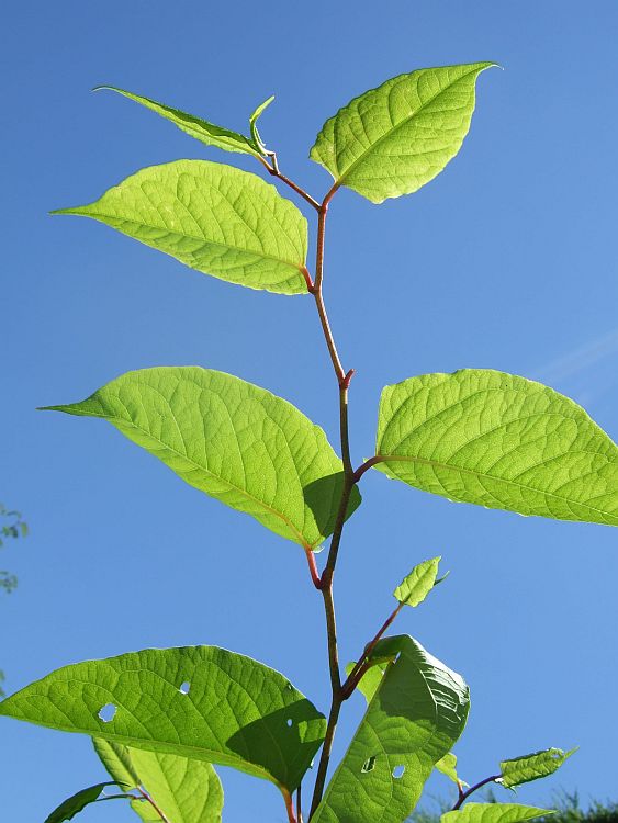 How To Identify Japanese Knotweed InDepth Knotweed Identification