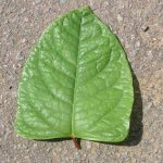 Mature Japanese Knotweed leaf