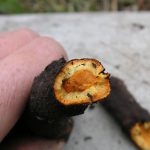 Close Up Of Snapped Japanese Knotweed Rhizome