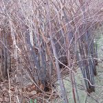 Japanese Knotweed Canes in Winter
