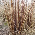 Japanese Knotweed Winter Canes