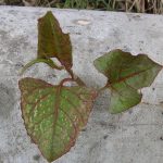 Young Japanese Knotweed leaves