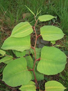 Japanese Knotweed Leaf Zig-Zag pattern