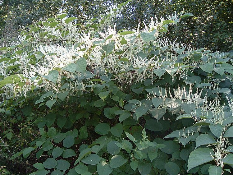 How To Identify Japanese Knotweed InDepth Knotweed Identification