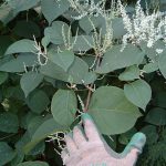 Close Up Of Japanese Knotweed Flowers