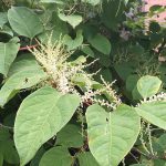 Close Up Of Japanese Knotweed Flowers