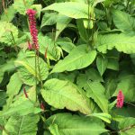 Red bistort flowers