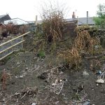 Twisting Japanese Knotweed Stems From Herbicide Effects