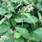 Lesser knotweed