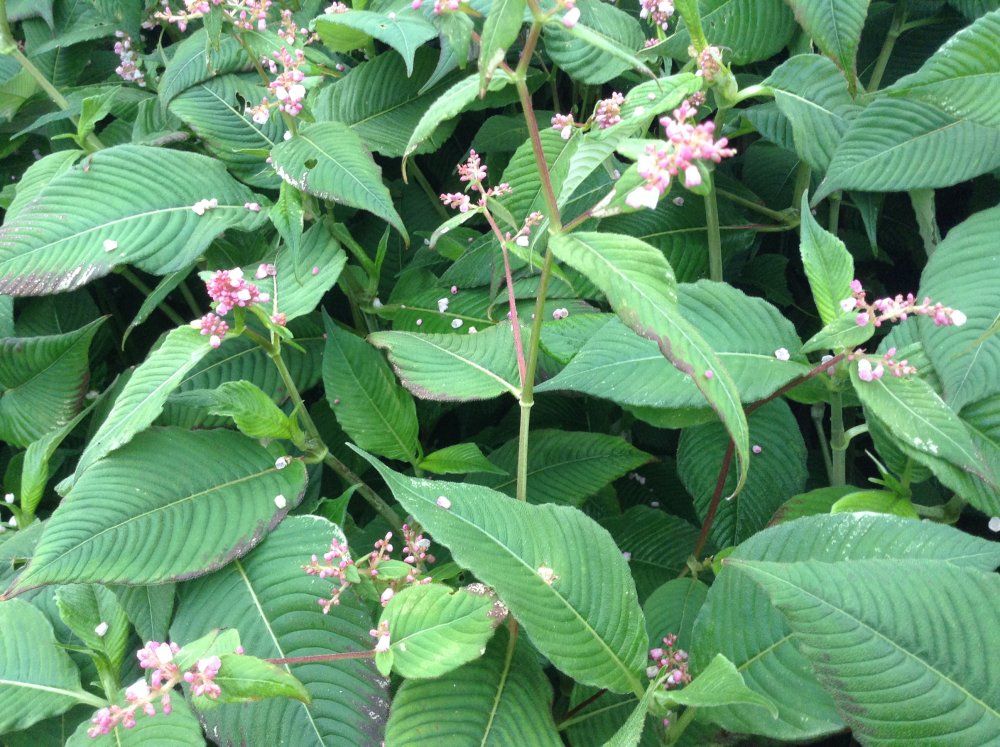 Plants That Look Like Japanese Knotweed Plants Mistaken For Knotweed Phlorum