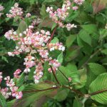 Lesser knotweed flowers