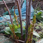 Japanese knotweed asparagus-like shoots