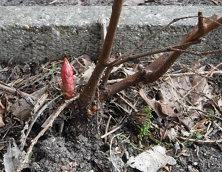 Knotweed crown bud