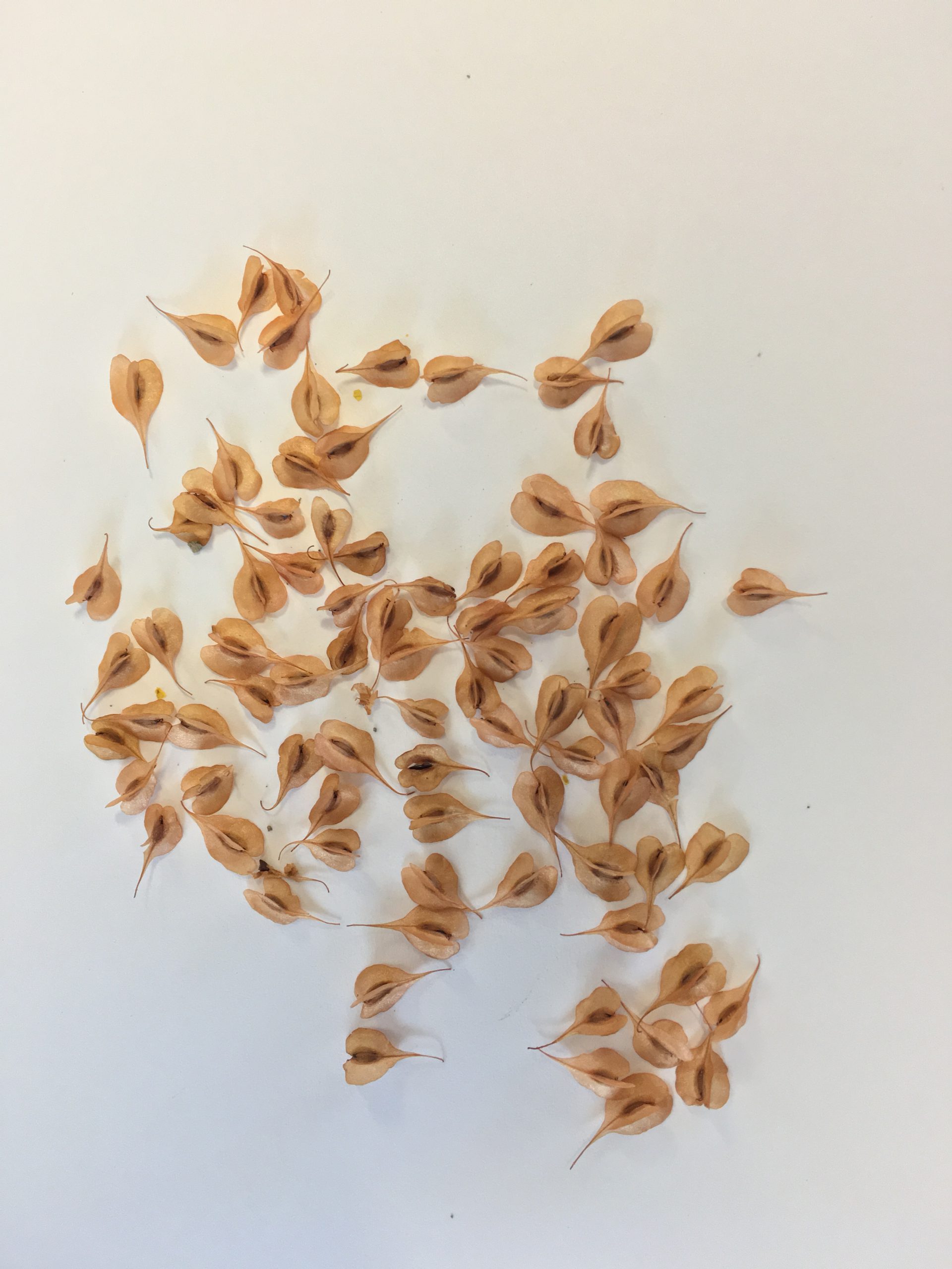 Japanese knotweed seeds
