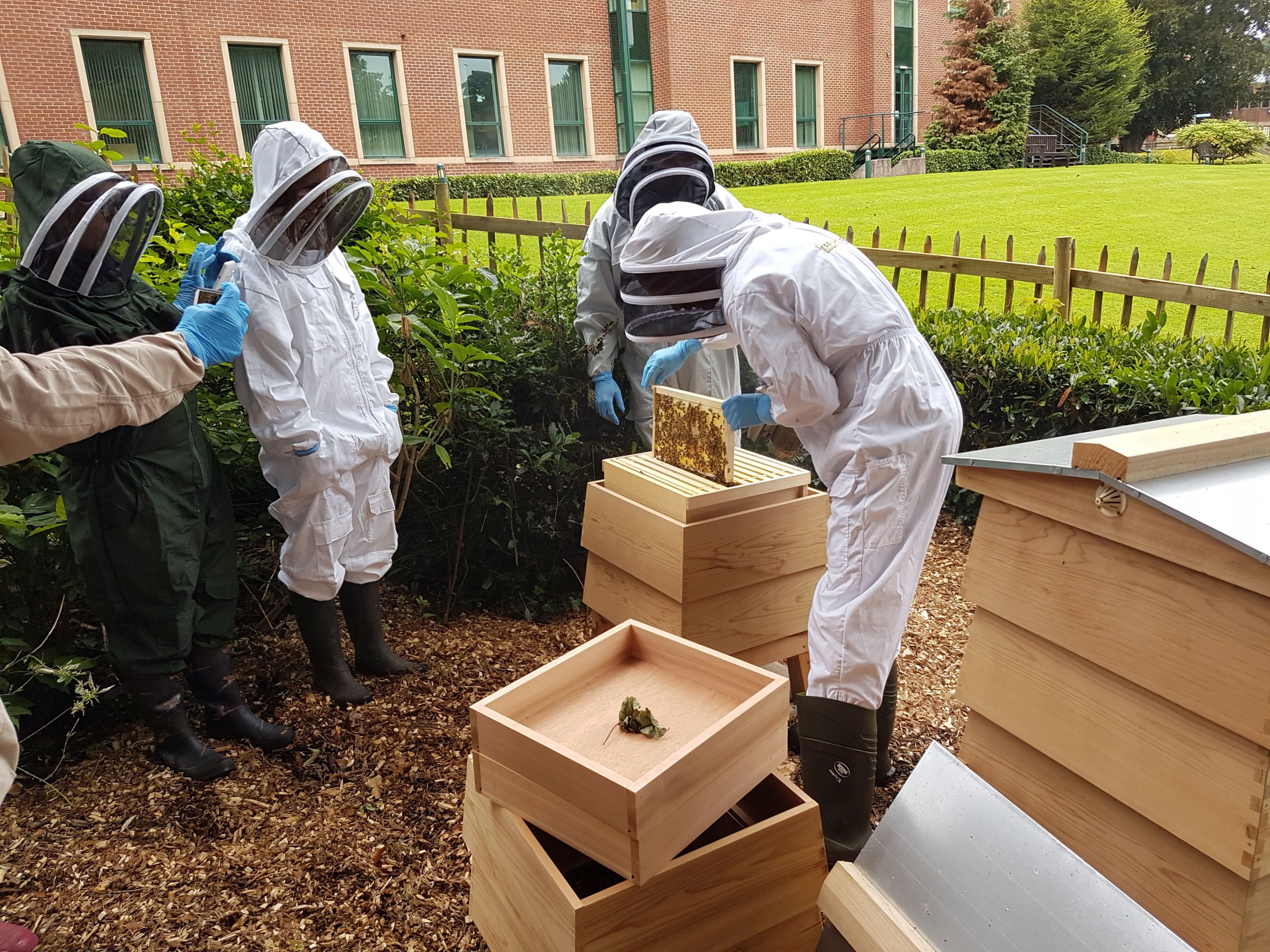 Honey bee hives