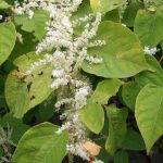 Japanese Knotweed Flowers