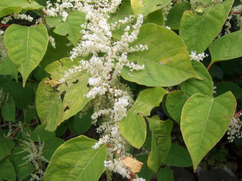 Knotweed flowers