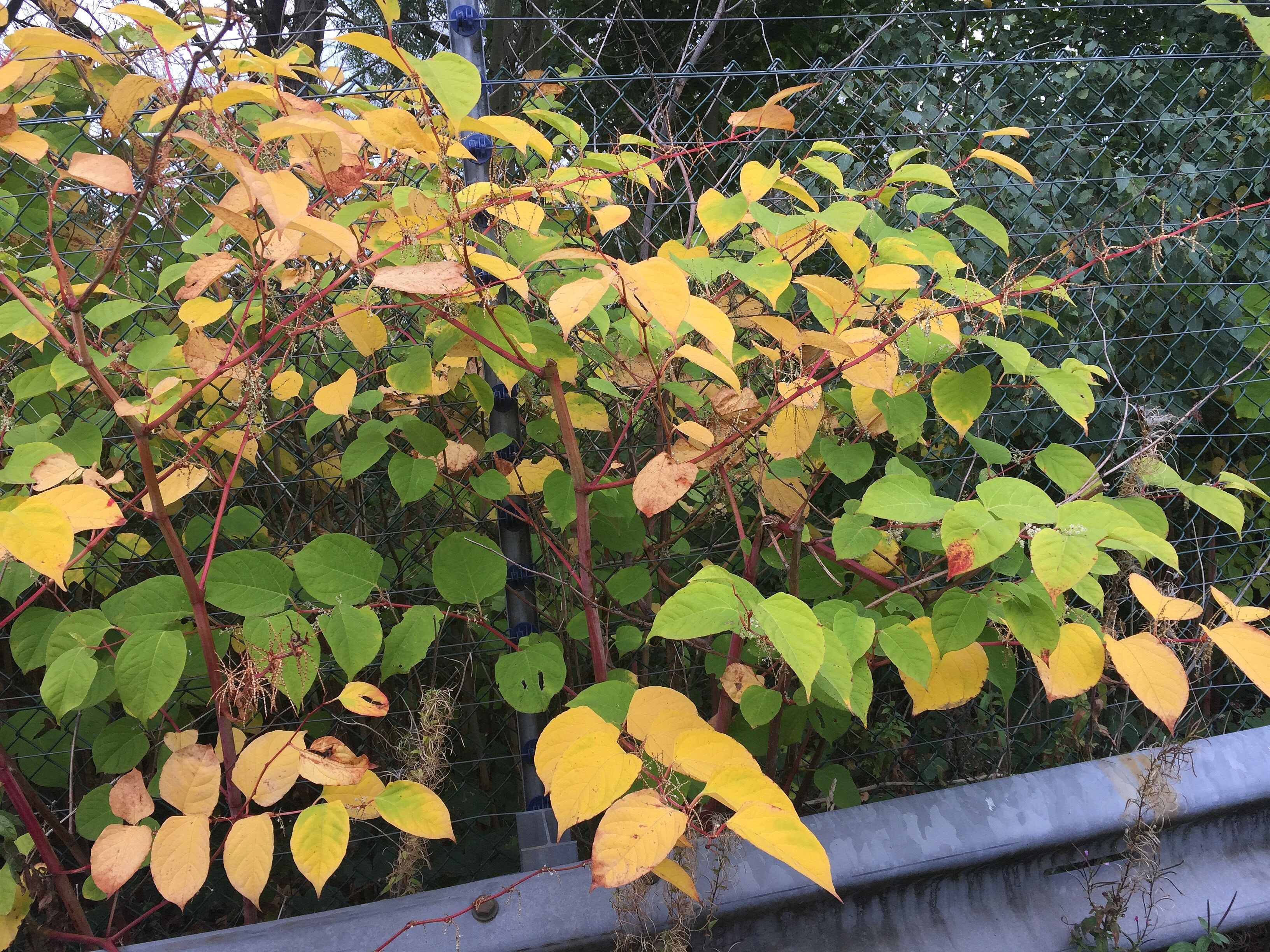 How To Identify Japanese Knotweed InDepth Knotweed Identification