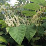 Japanese knotweed leaves with flowers behind them