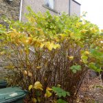 Yellowing Japanese Knotweed Leaves in Autumn