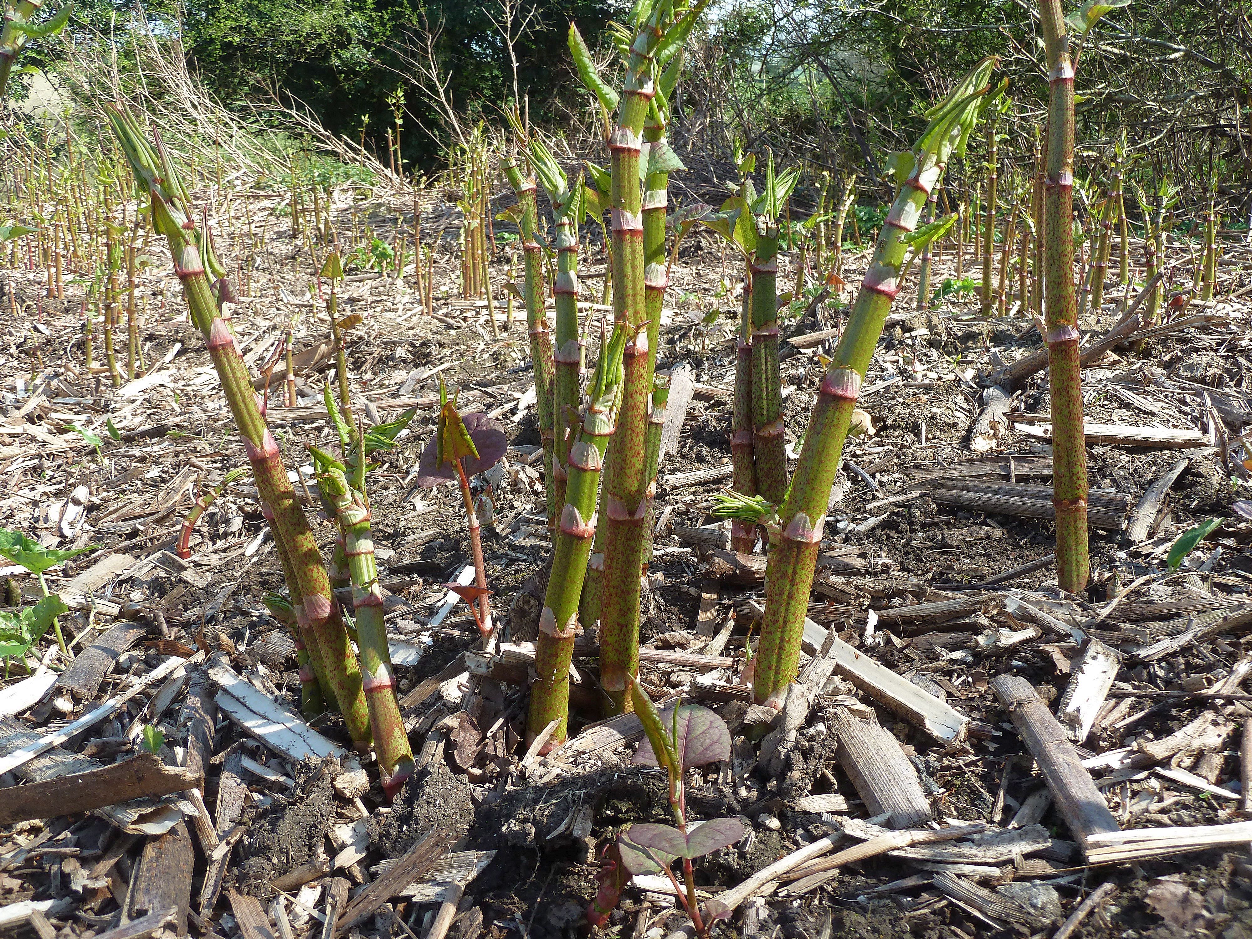 How To Identify Japanese Knotweed: In-Depth Knotweed Identification.