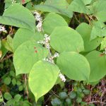 Japanese Knotweed Shoots With Flowers In The Summer