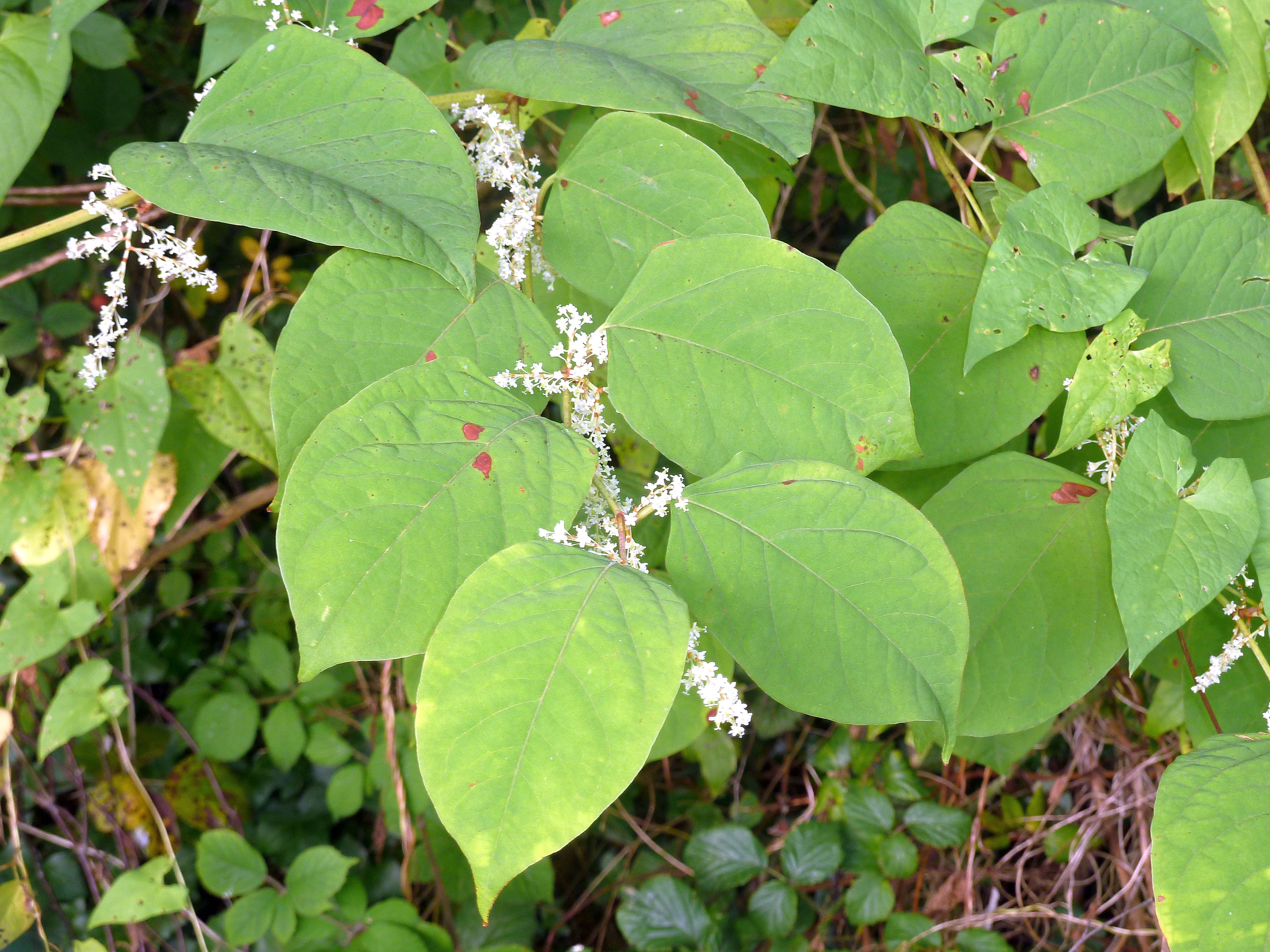 Invasive Plant Profile Japanese Knotweed IDOCTJ Invasive Plant Profile Japanese Knotweed IDOCTJ