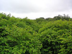 Mature Summer Growth of Japanese Knotweed