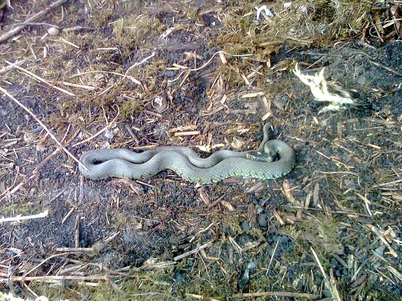 Grass snake