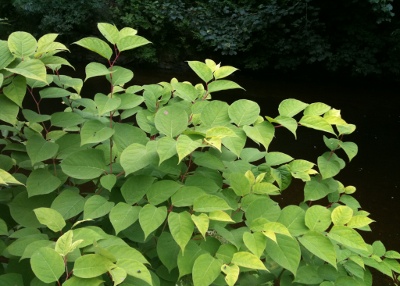 Japanese Knotweed