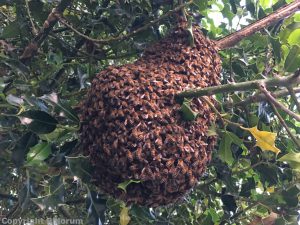 Swarming bees on holly tree