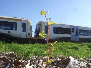 Japanese knotweed shoot on railway