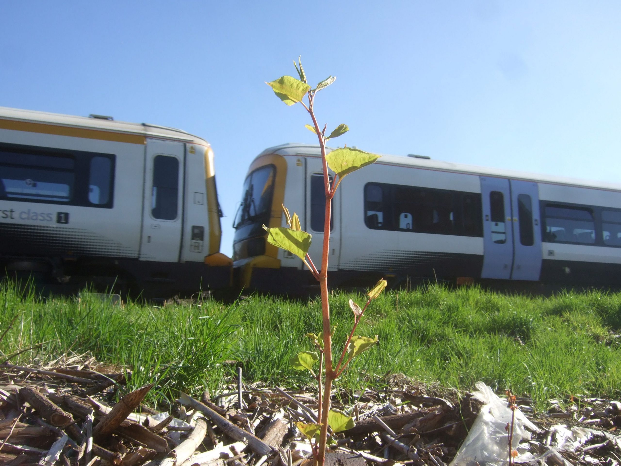 Young Japanese knotweed shoot with a train in the background