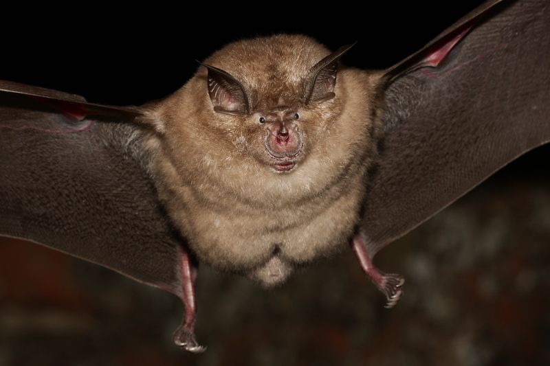 A bat flying at night