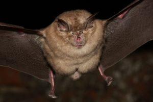 Greater Horseshoe Bat