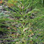 Horsetail stem and leaves