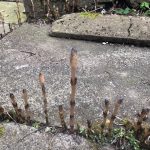 Horsetail shoots growing between paving