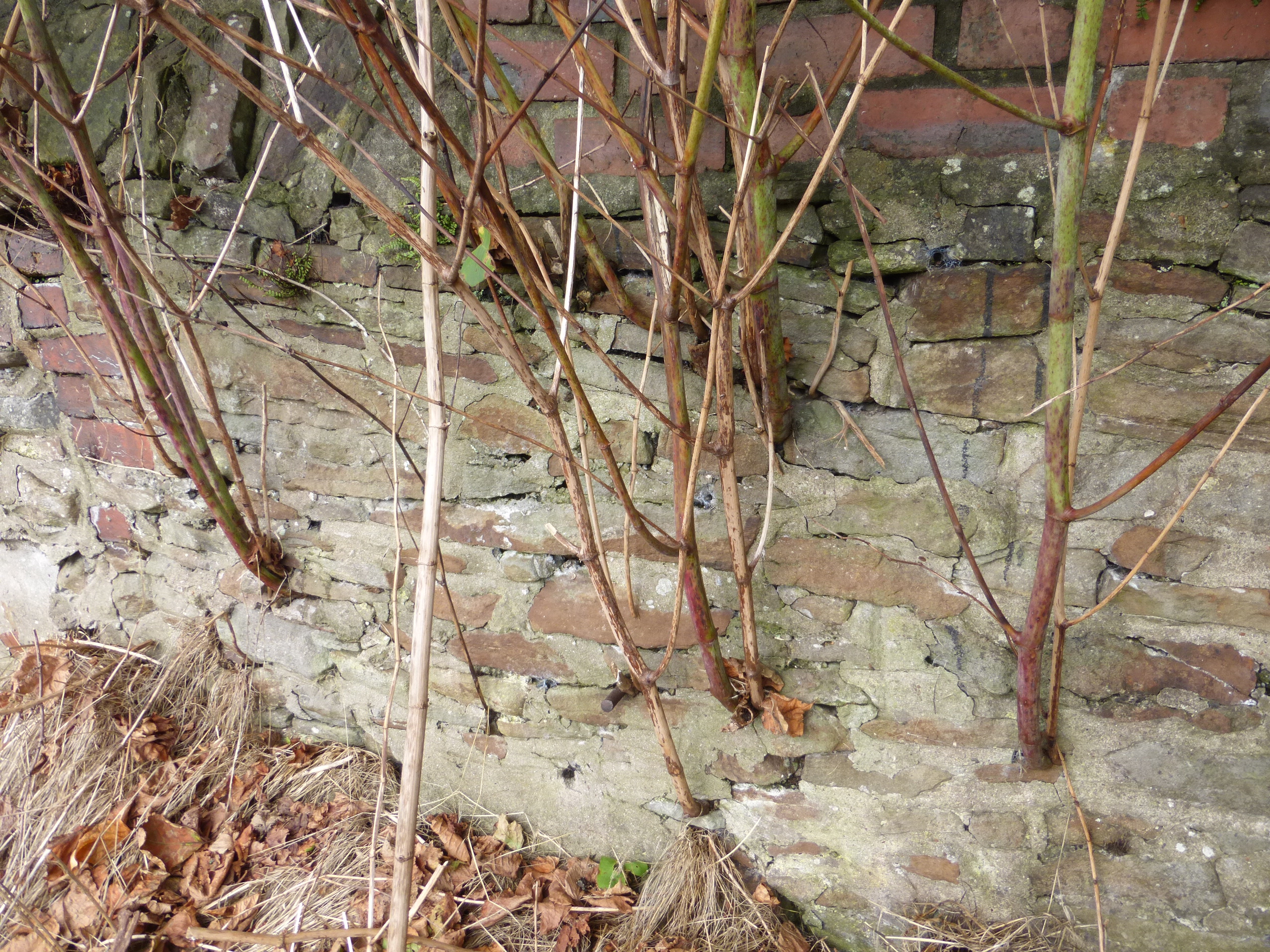 Japanese knotweed growing through bricks