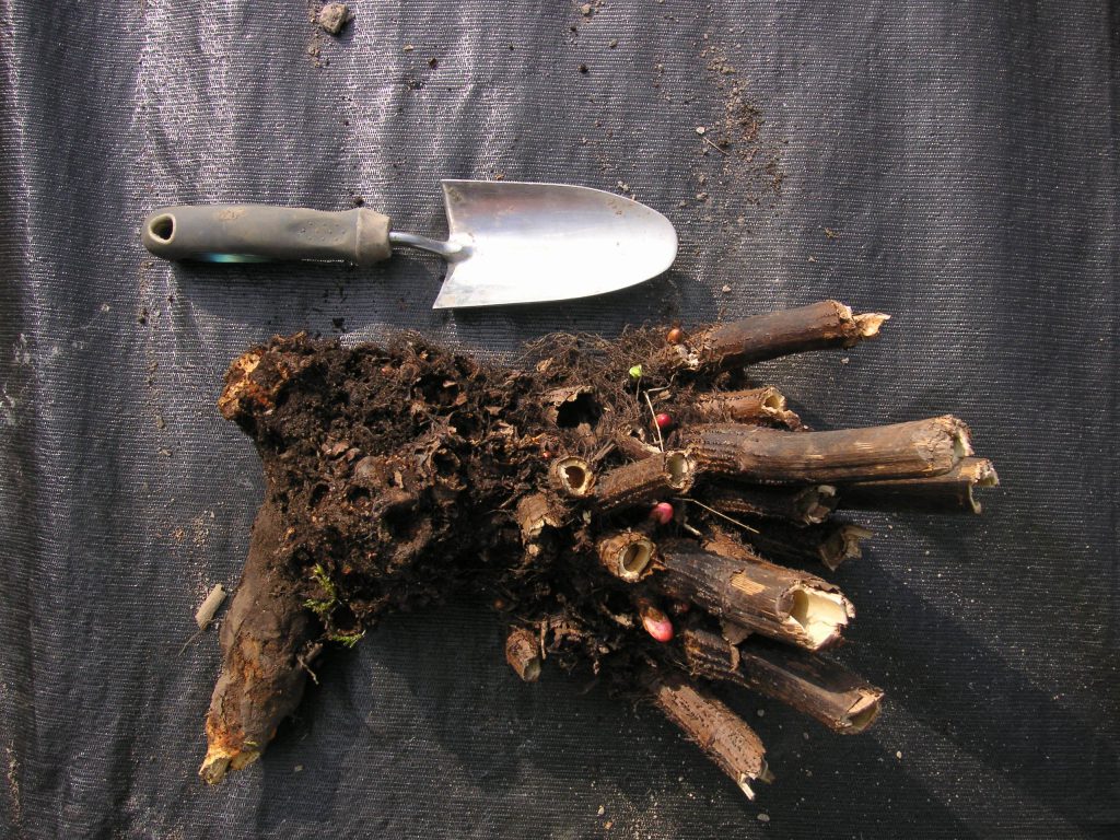 Japanese knotweed crown