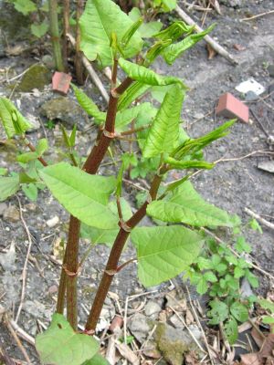 Young Japanese knotweed shoot