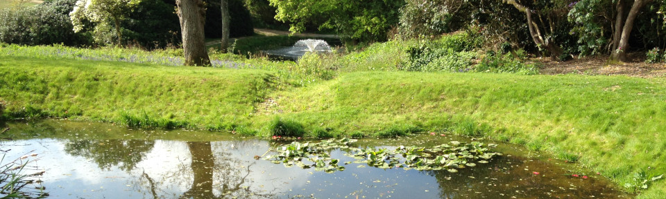 Habitat Creation in Pond