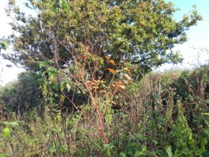 Yellowing leaves of knotweed plant in autumn