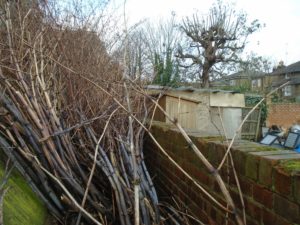 Knotweed canes in winter