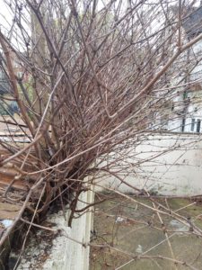 Knotweed canes in winter