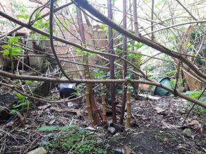 Asparagus knotweed shoots