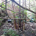 Asparagus knotweed shoots