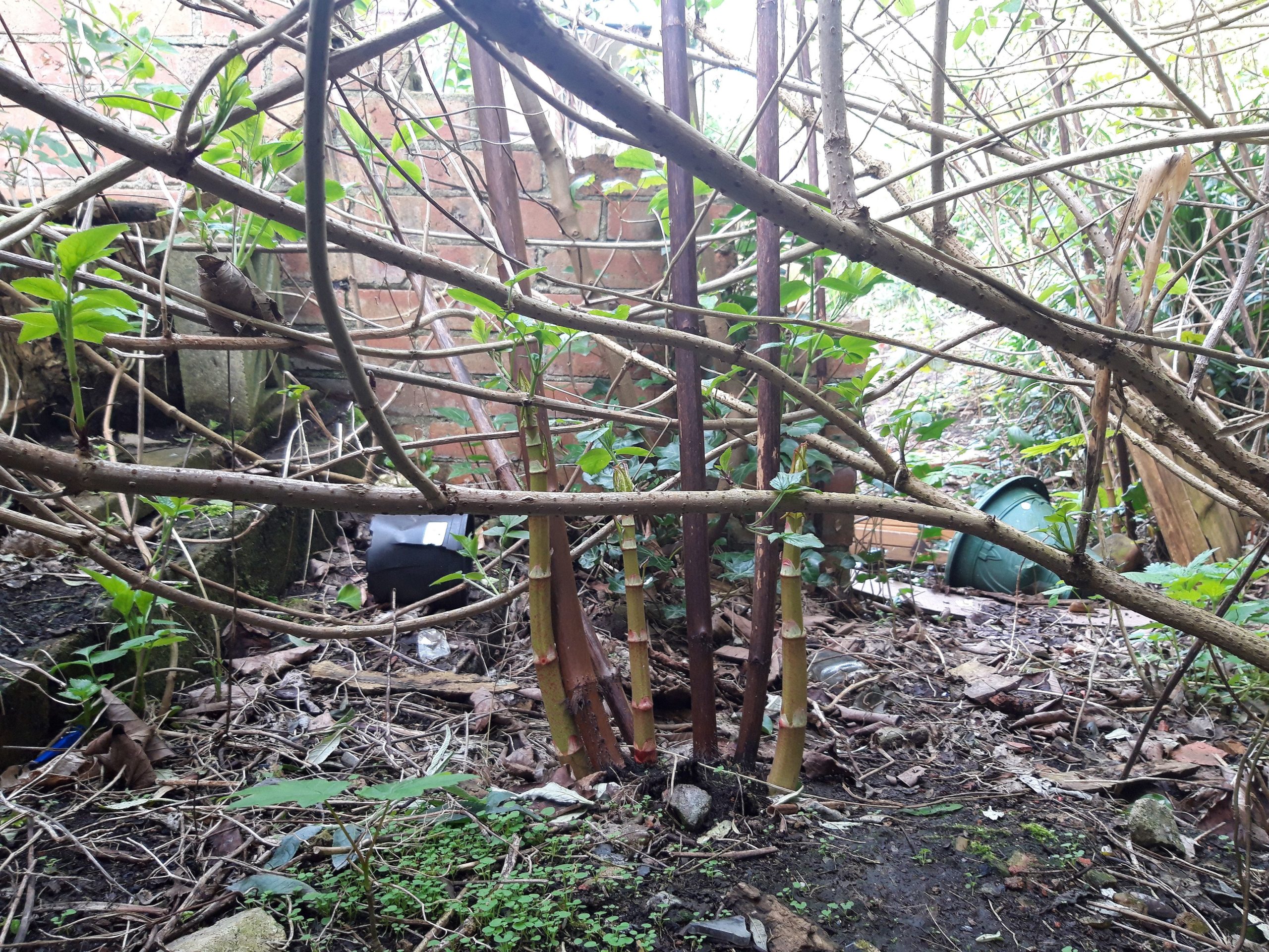 Asparagus knotweed shoots