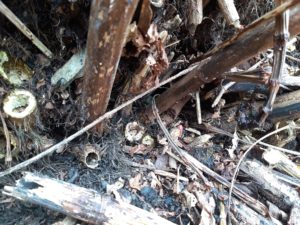 Knotweed crown buds winter